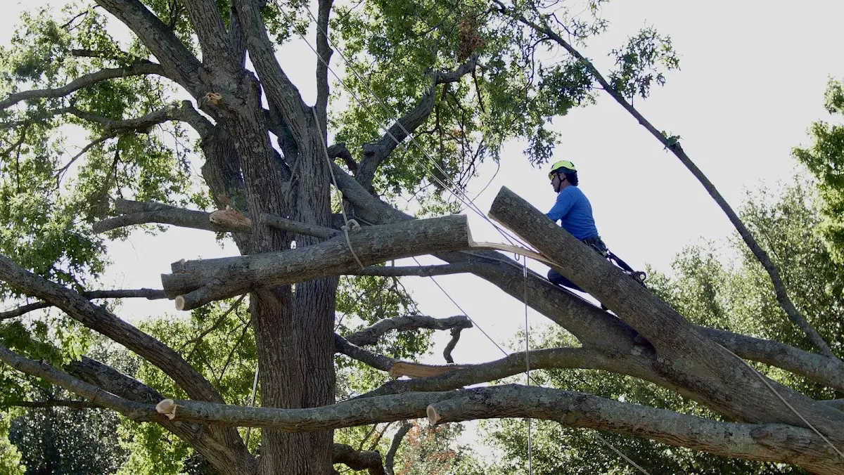 Professional Crown Thinning performed by certified arborists in Kiln